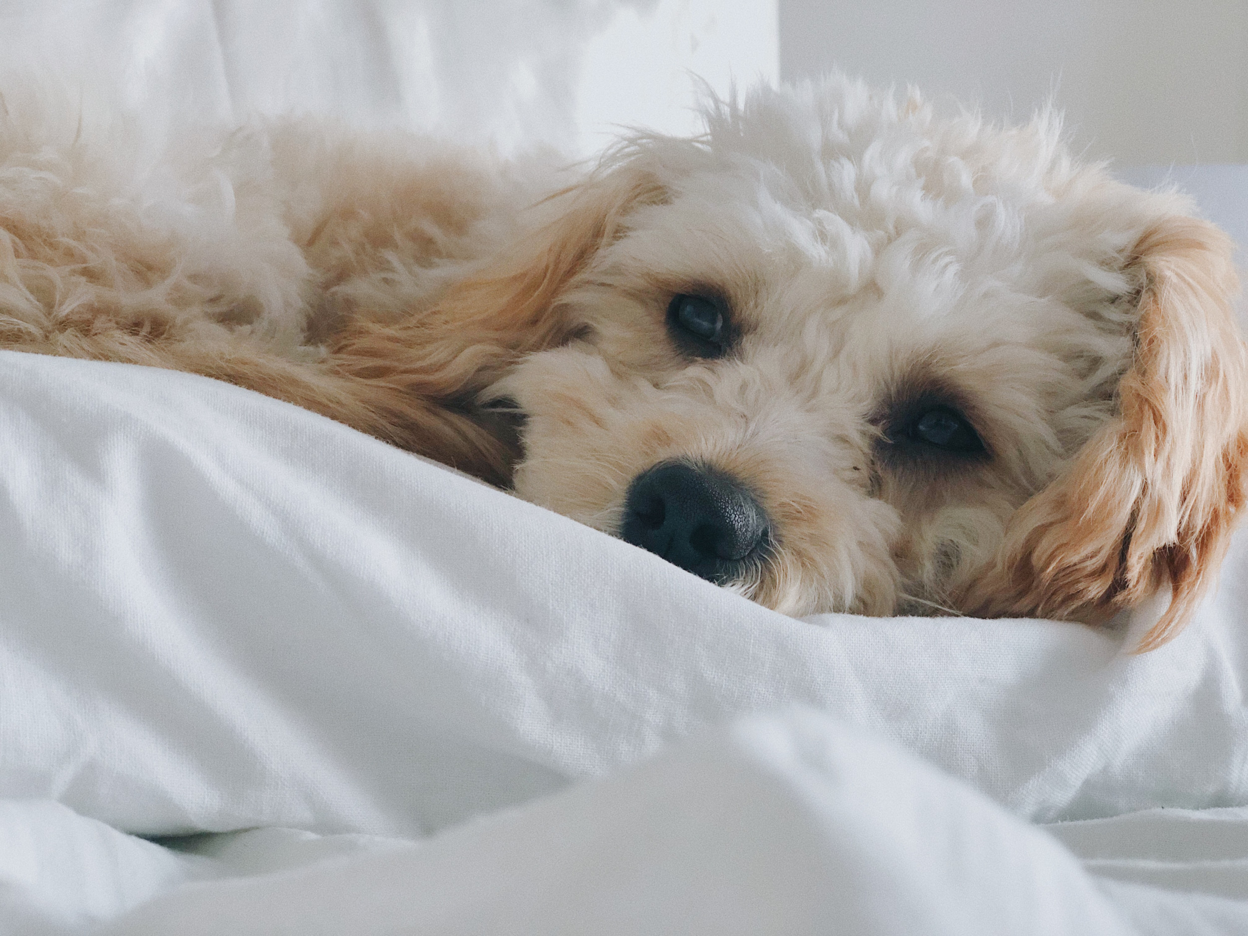 Internet Obsessed With Dog Owner’s Elaborate Bed Set-Up for ‘Bestie’ [Video]