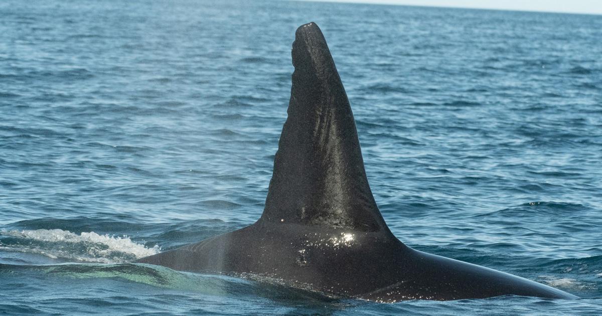 Images reveal how an orca pod hunts the worlds largest fish | News [Video]