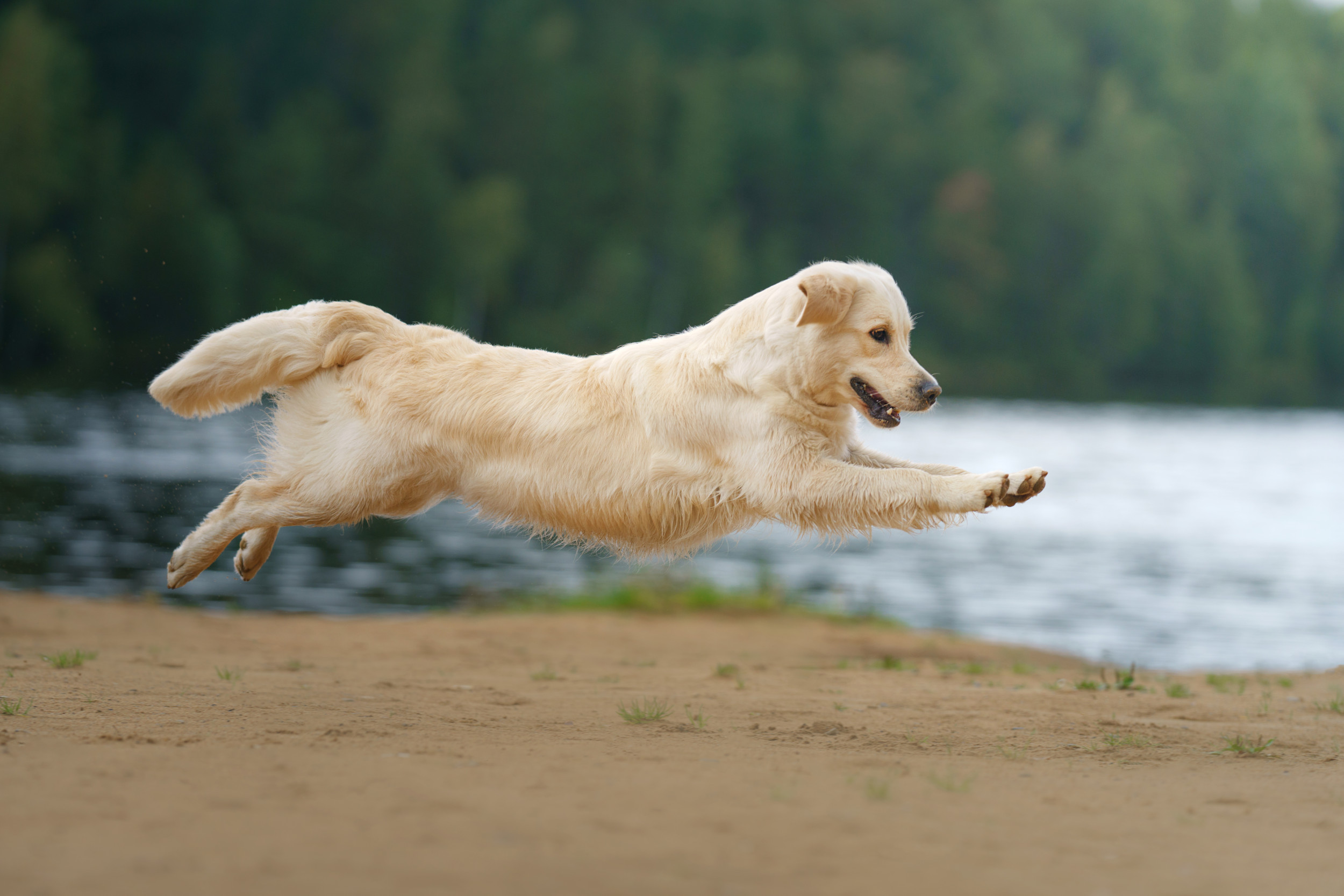 Couple Attempt Baby Announcement at the Beach, Random Dog Has Other Plans [Video]