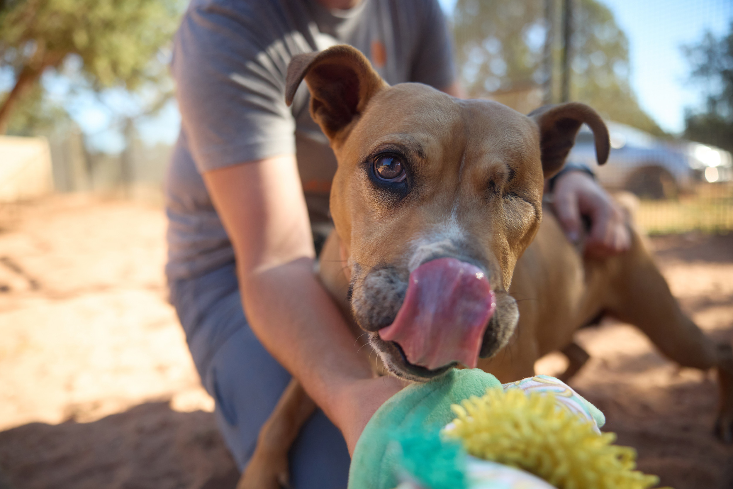 Senior Dog With One Eye Looking for Forever Home After 1461 Days in Shelter [Video]