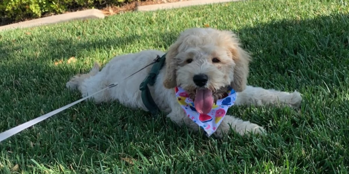 Police officer adopts dog after rescuing it from hot car near Las Vegas Strip [Video]