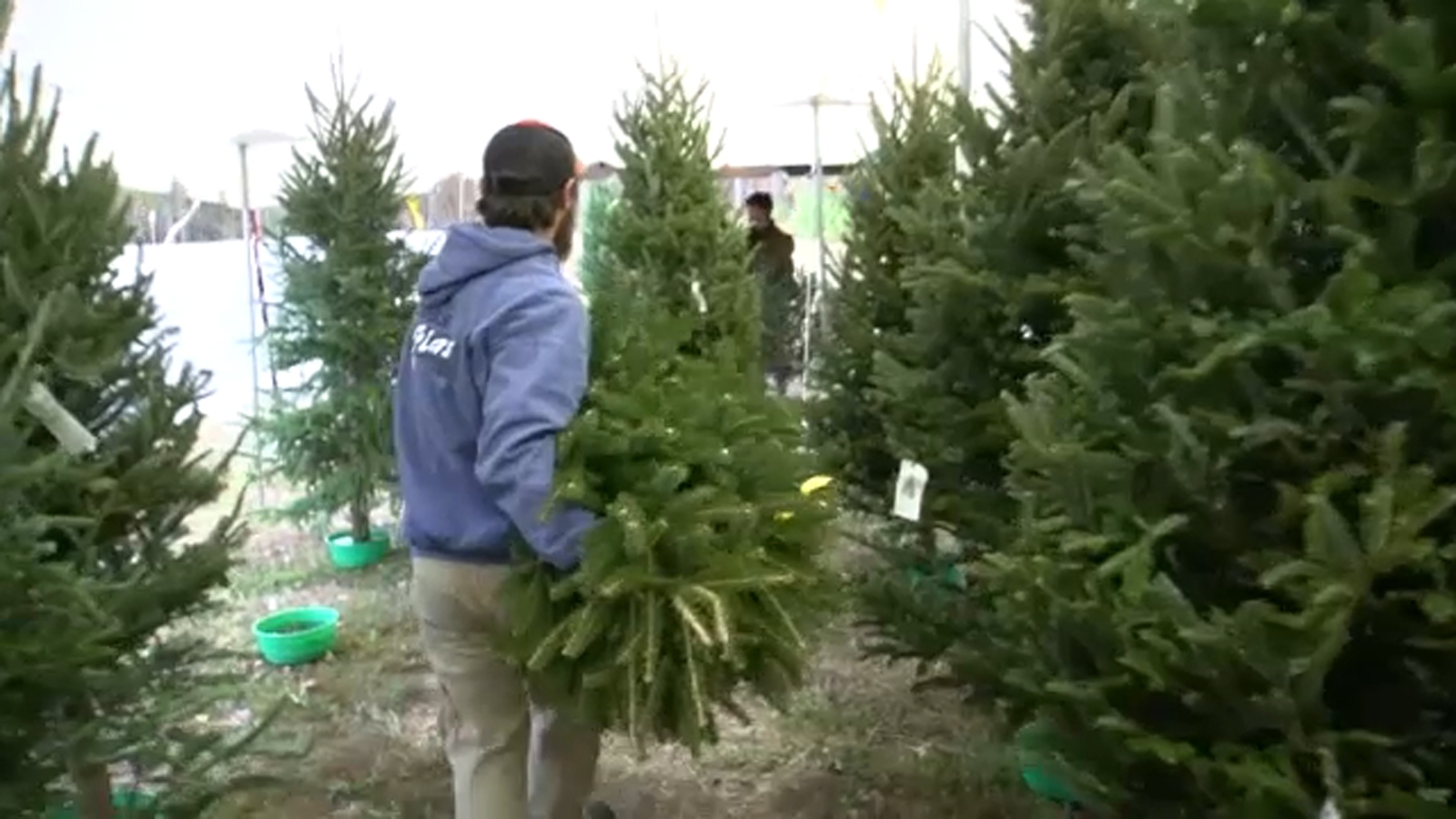 Christmas tree lots in Durham support farms in Helene-ravaged areas in Western North Carolina [Video]