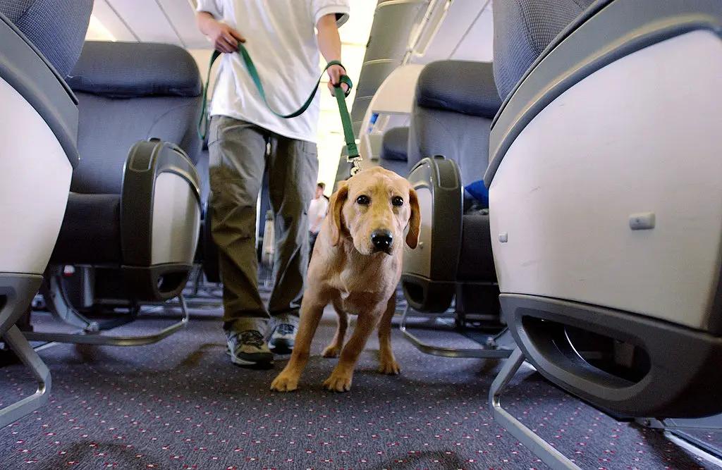 Airline passenger sparks debate after being seated near massive dog on plane: ‘Couldn’t move’ [Video]