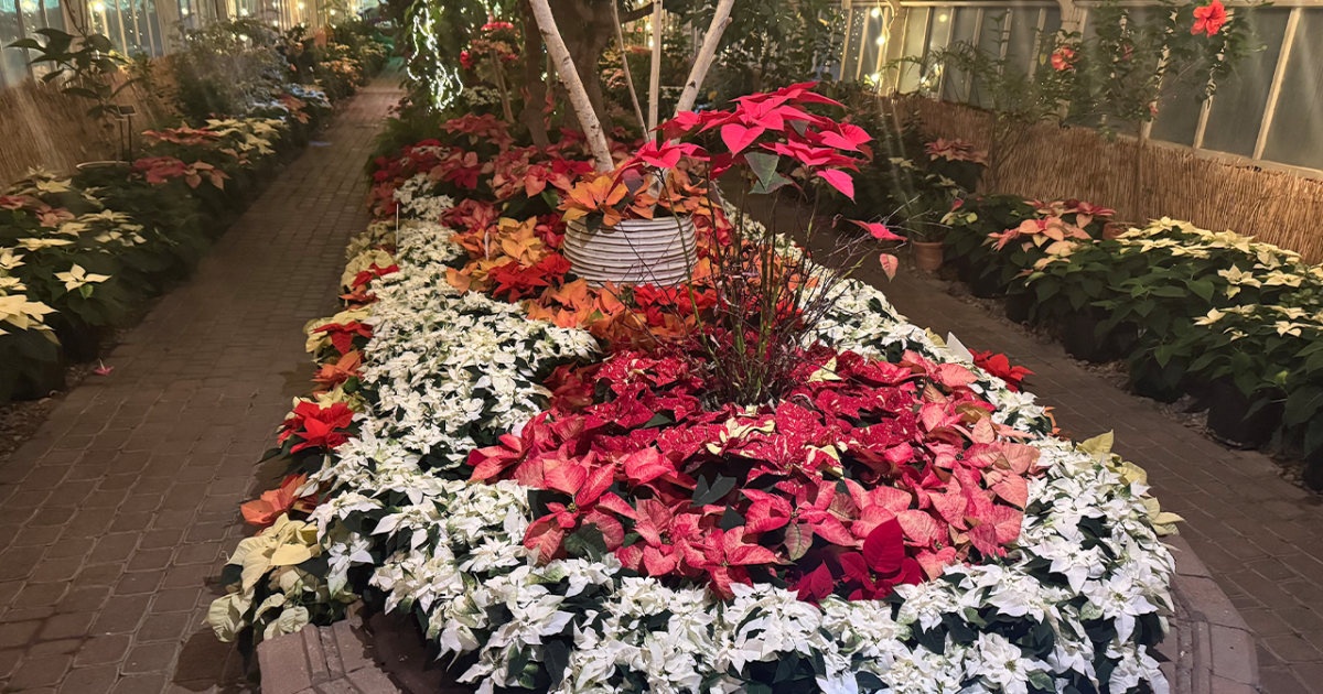 Annual poinsettia exhibit returns to the Botanical Gardens [Video]