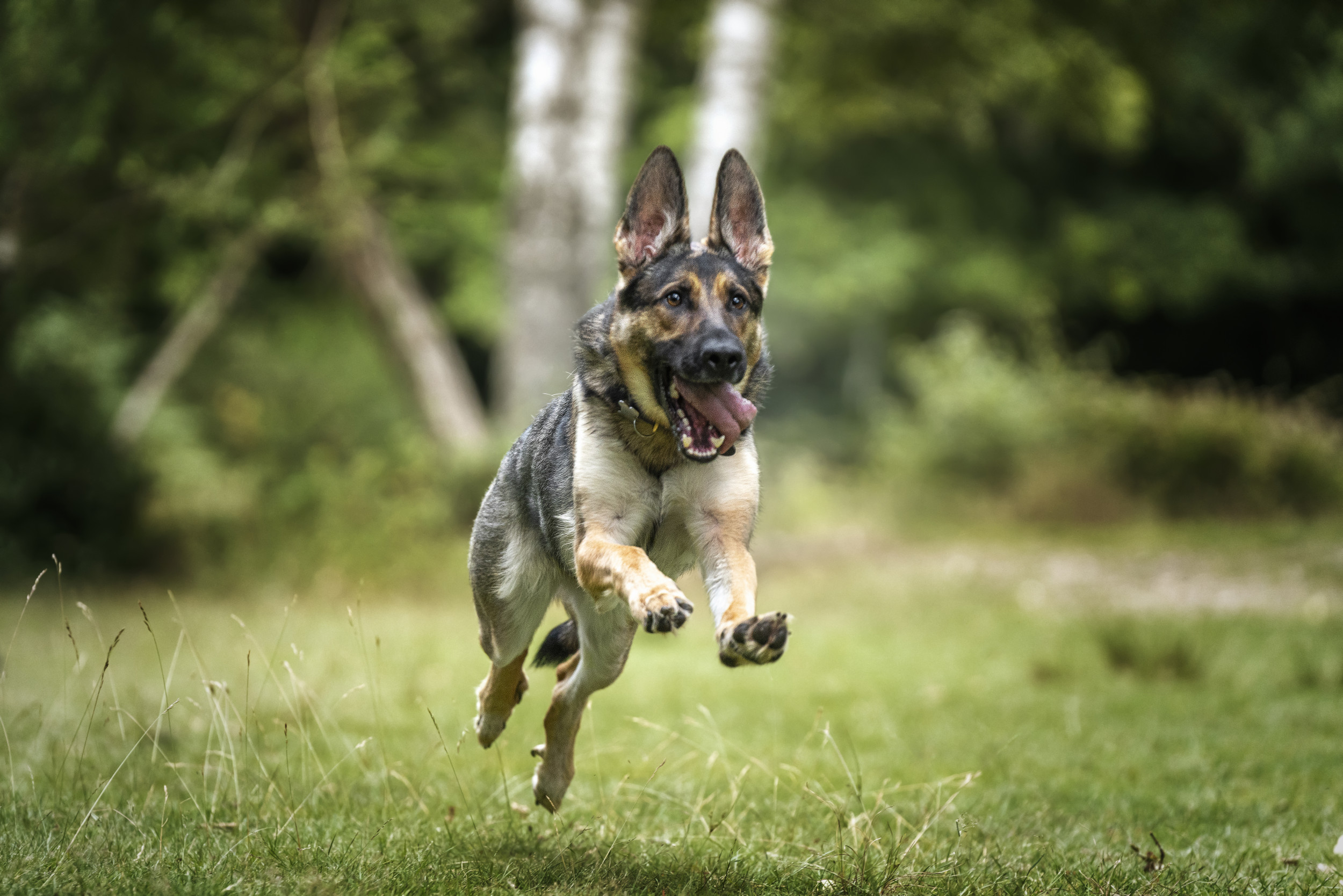 Hysterics As Retired Police Dog Gets To Relive His Puppy Days: ‘Anarchy’ [Video]