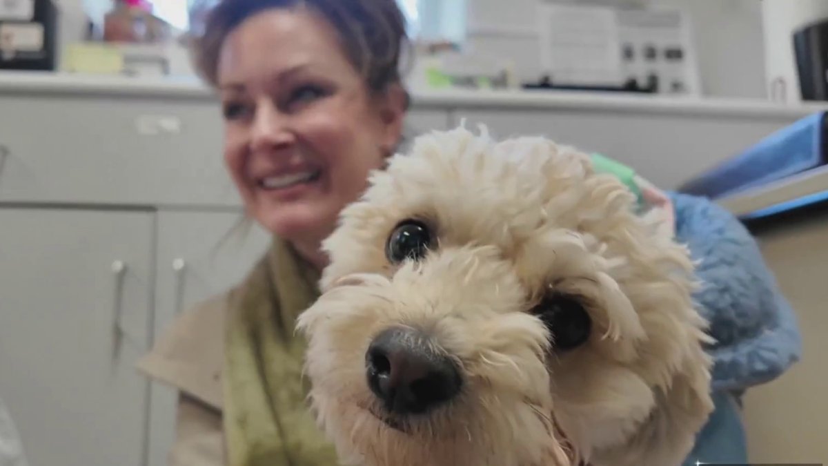 Avon Pet Pantry celebrates one year and welcomes rescue dog back after surgery  NBC Connecticut [Video]