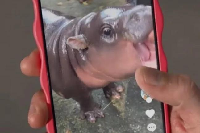 TikTok’s top trends of 2024 include ‘demure,’ Moo Deng the hippo [Video]