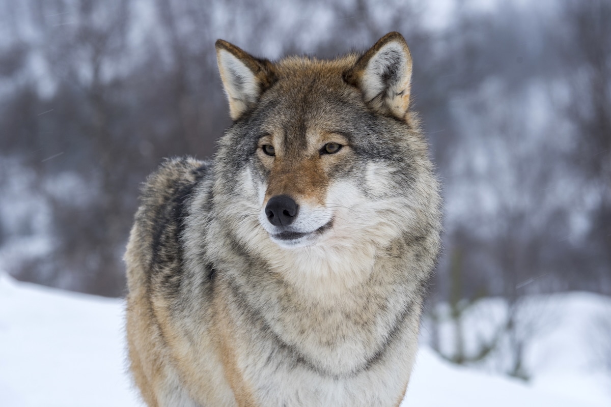 Wolves Will No Longer Be Strictly Protected in Europe [Video]