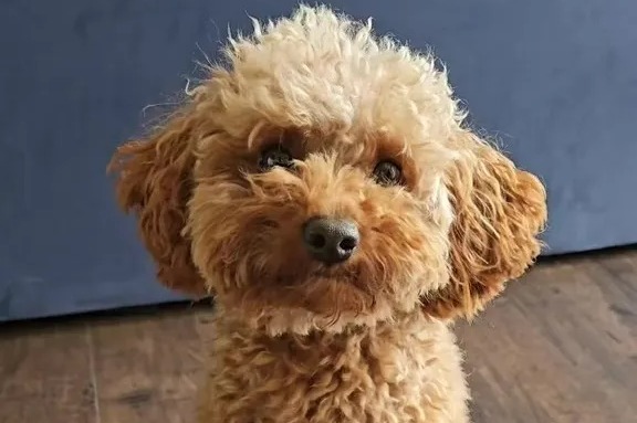 I was stunned when I got my dog back from the groomer – I think he might have been switched in the shop [Video]