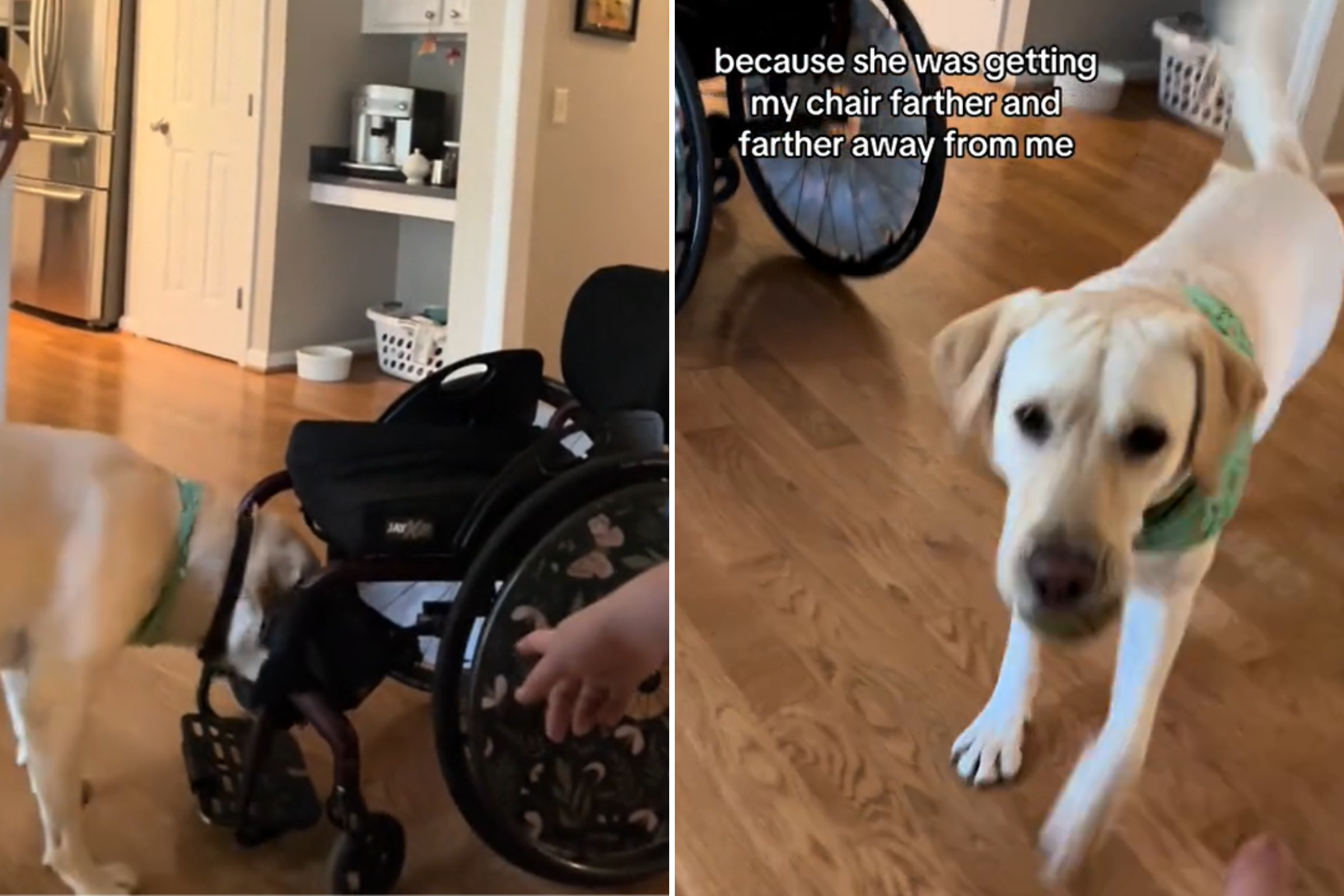 ‘Confused’ Service Dog Doesn’t Know What To Do When Wheelchair Rolls Away [Video]