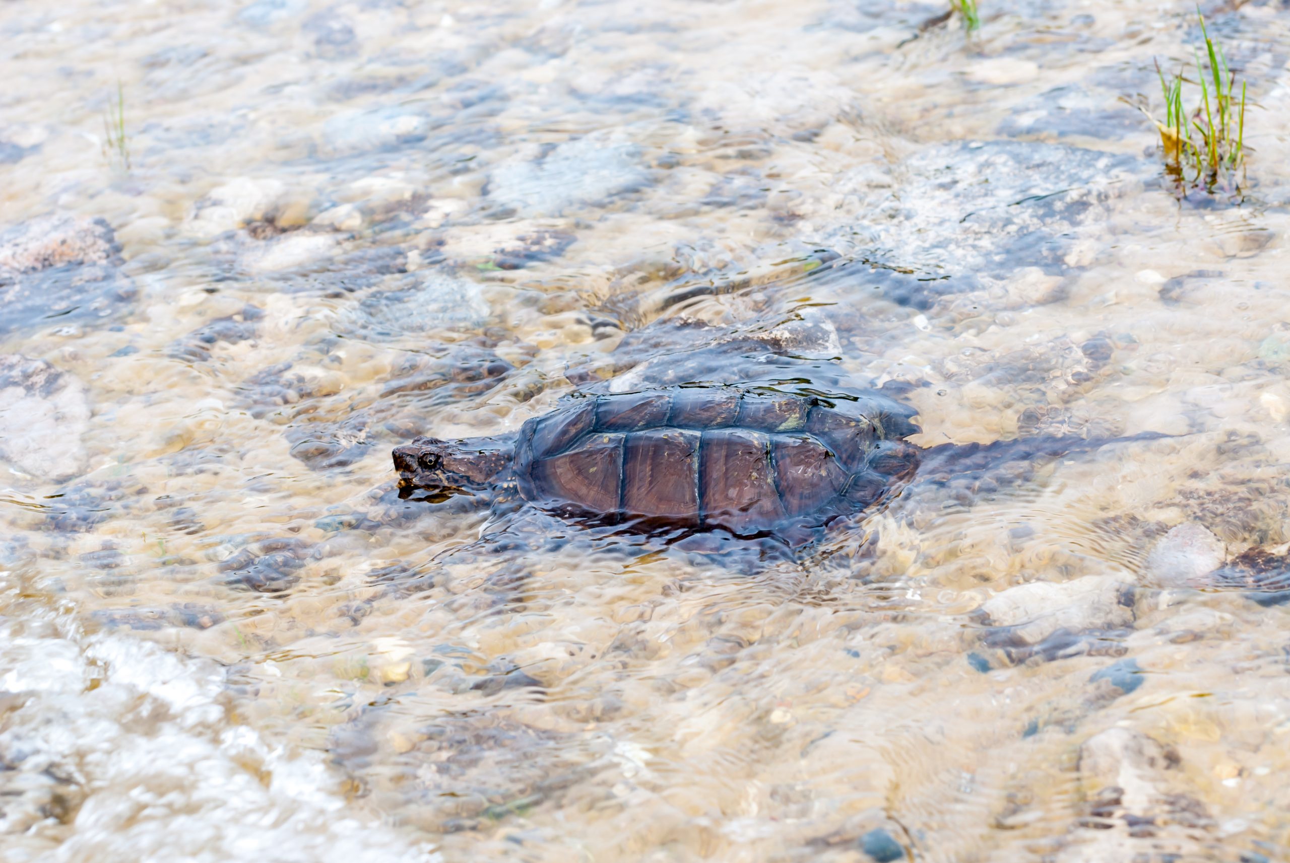 Turtle Hibernating in Frozen Lake Intrigues Internet: ‘What the Heck?’ [Video]