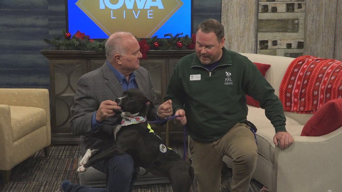 “She’s such a little sweetheart!” Kind Kiwi is available for adoption now at the Animal Rescue League of Iowa [Video]