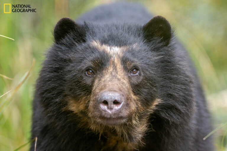 Bears-eye camera reveals elusive Andean bear cannibalism and treetop mating [Video]