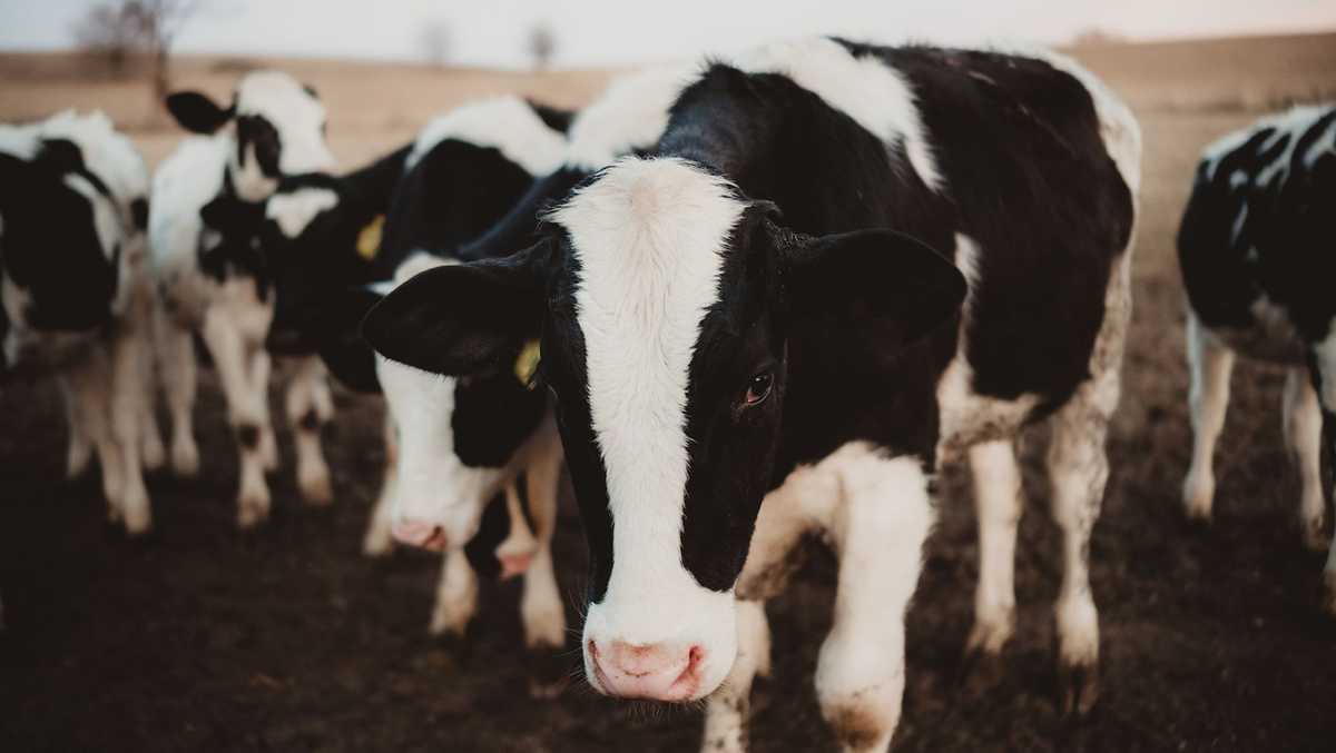 US government to begin expanded testing of milk supply to better track the spread of bird flu [Video]