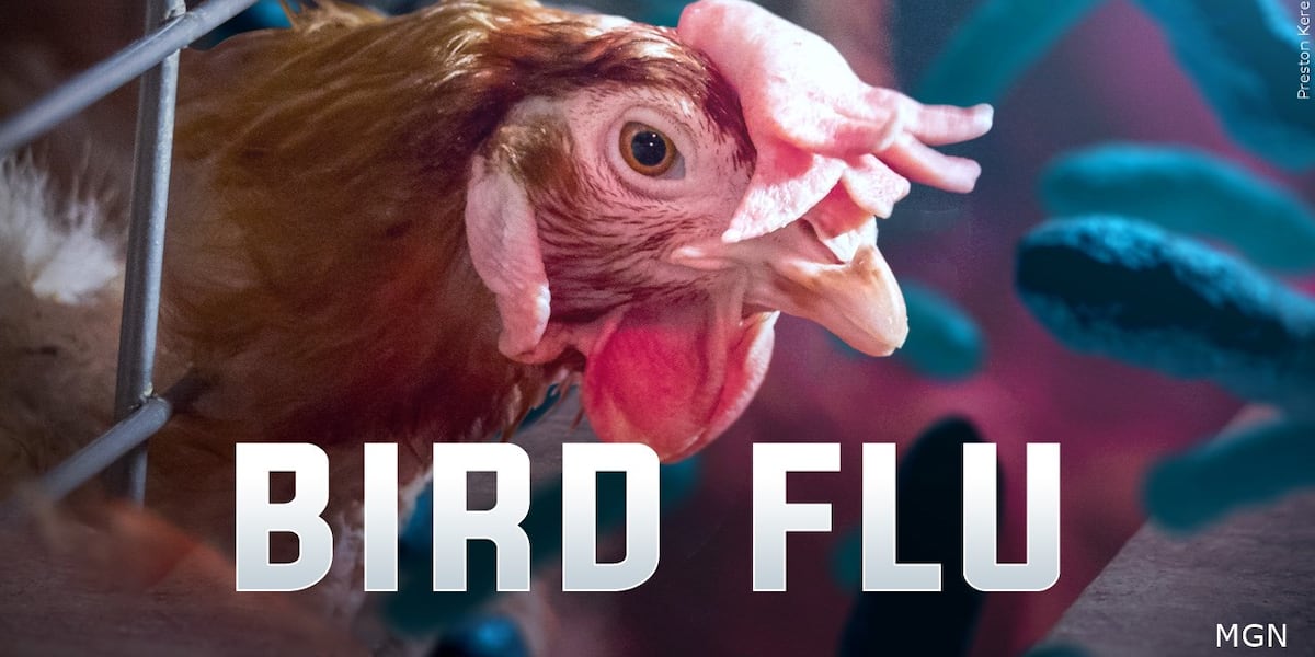 Bird flu detected in commercial flock in Palo Alto County, Iowa [Video]