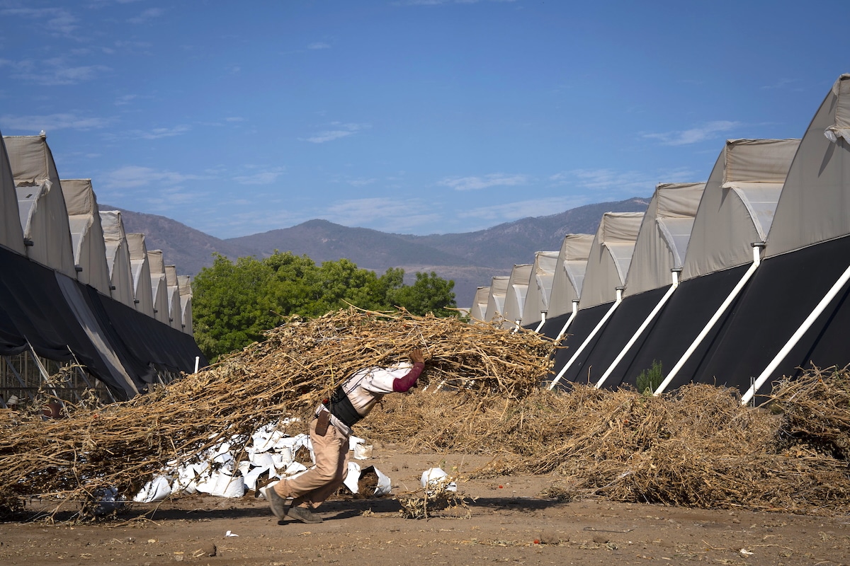 75% of Heat-Related Deaths in Mexico Occur in People Under 35, Study Finds [Video]