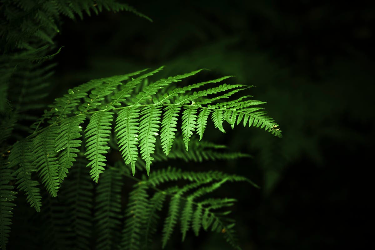 This new AI model can speak plant [Video]