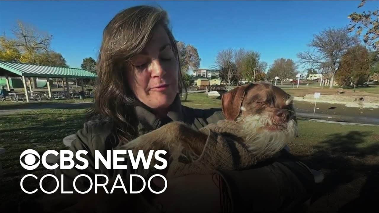 Senior Dog’s Stolen Wheelchair Gets Replaced Thanks To Community Support [Video]