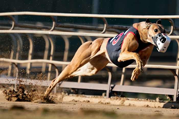 Greyhound racing is increasingly rare worldwide. New Zealand now plans to outlaw the practice [Video]