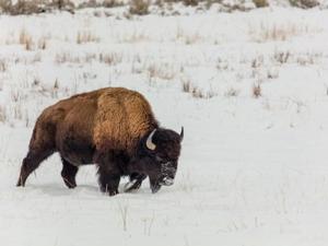 Chance to hunt bison on Blackfeet Reservation opens to all with lottery [Video]