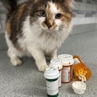 Can I Take My Pet’s Medication? | PR Newswire [Video]