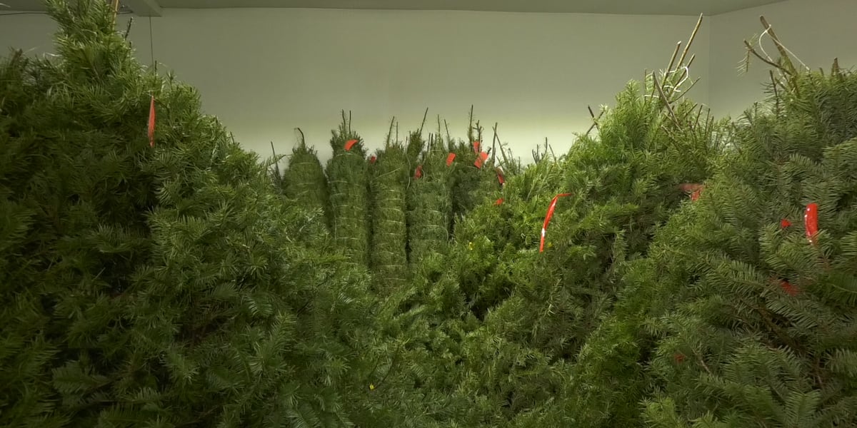 Kiwanis Club of Fairbanks Christmas tree prices stable despite inflation [Video]