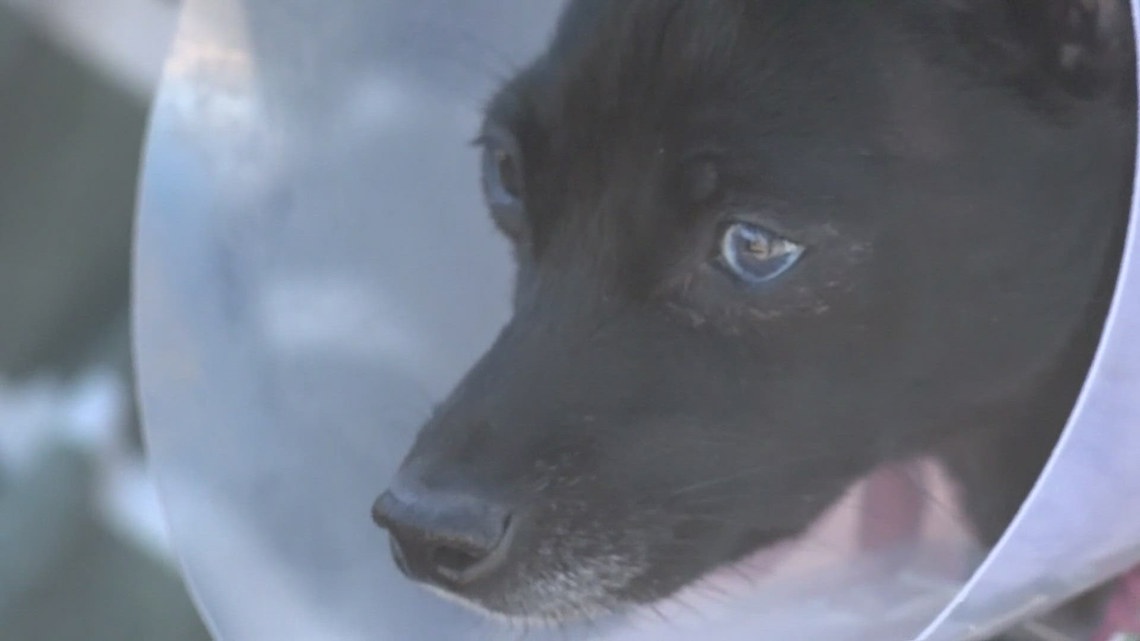 How communities in Arizona came together to get lost dog home [Video]