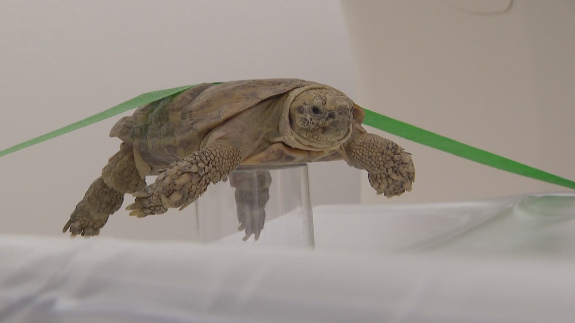 Denver Zoo helps launch radiology database [Video]