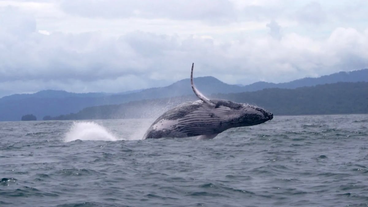 Humpback Whale Makes Record Migration of Over 8,077 Miles From Colombia to Zanzibar [Video]