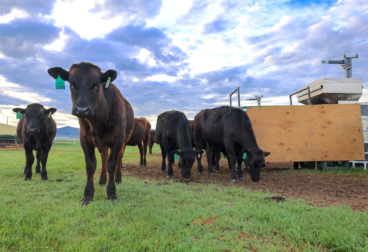 Feeding Grazing Cattle Seaweed Supplements Reduces Methane Emissions by Nearly 40%, Study Finds [Video]