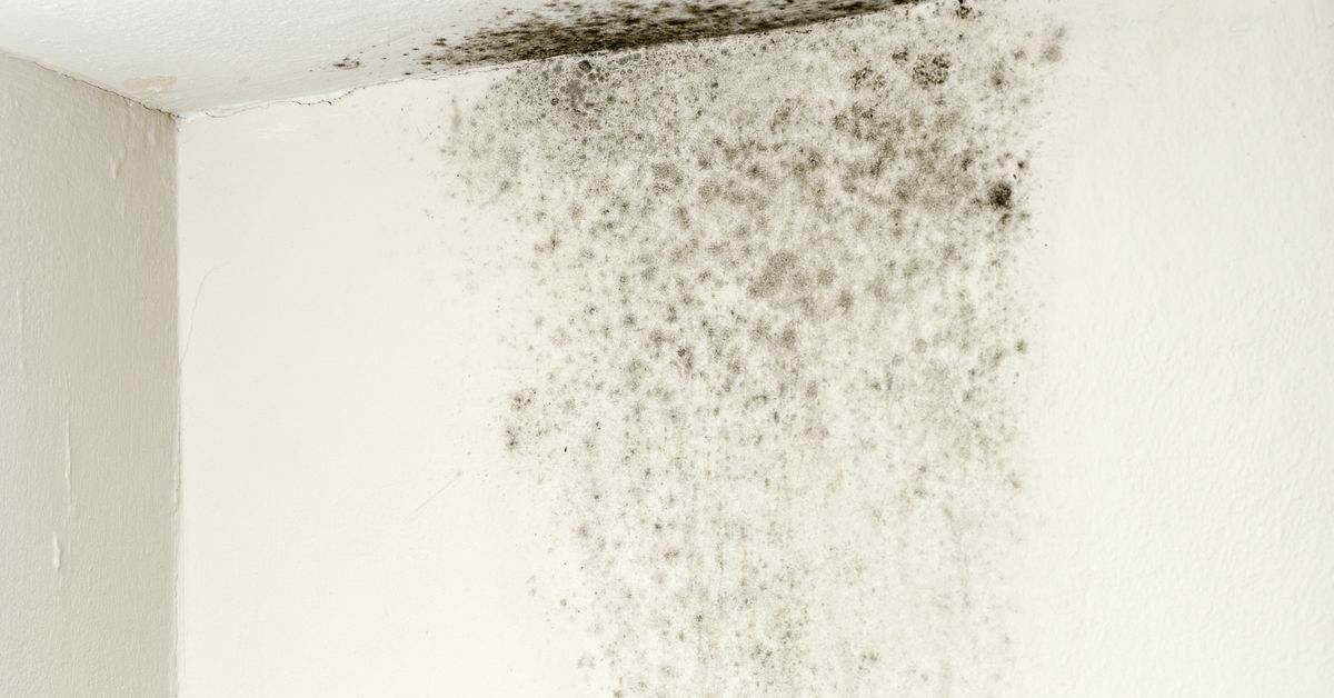 Mould prevalence: Surprising state crowned the mould capital of Australia [Video]