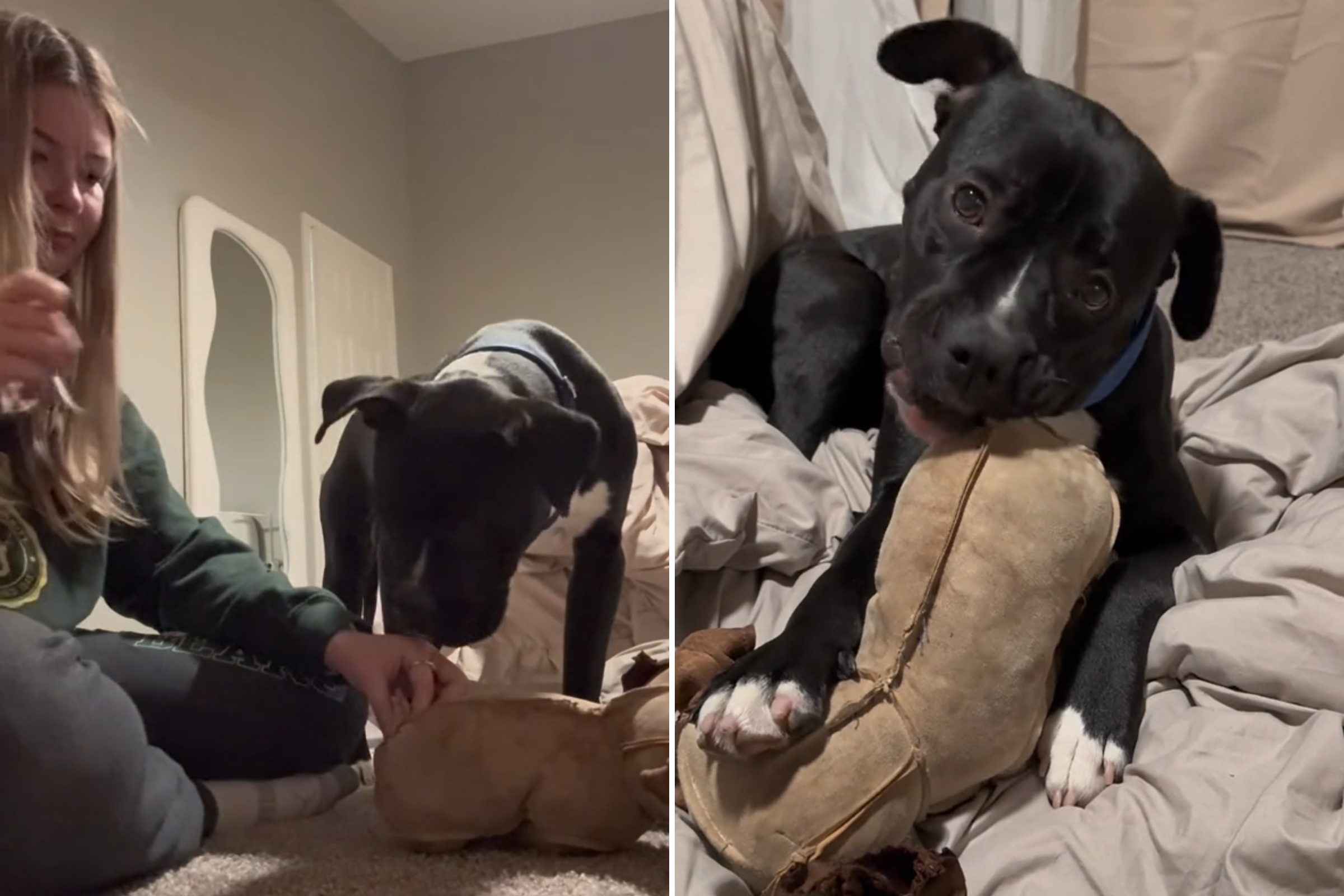 Foster Dog’s Reaction When Woman Repairs His Favorite Soft Toy Melts Hearts [Video]