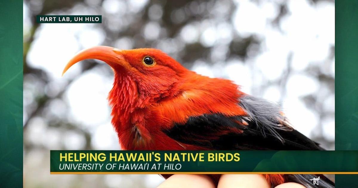 UH Researchers use AI to protect native birds in Hawaii | Island Life Live [Video]