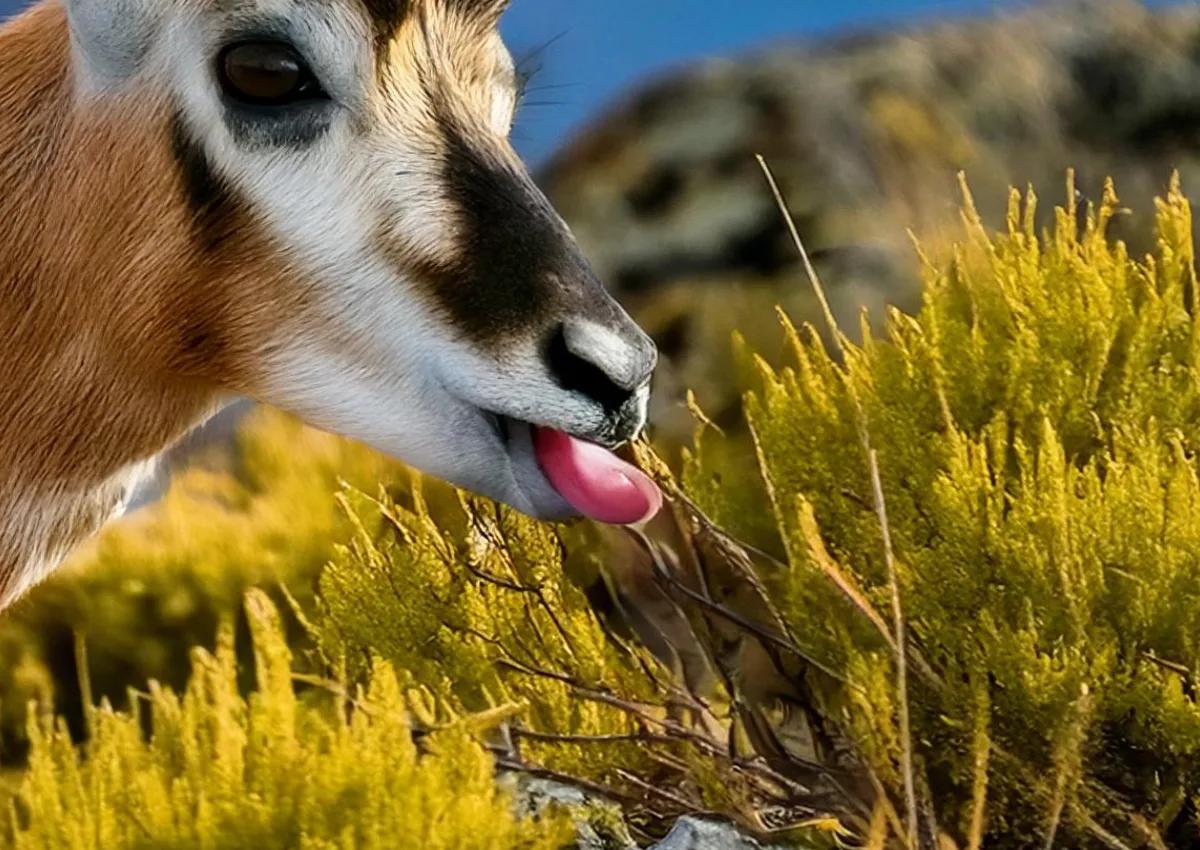 Off the Beaten Path with this Antelope Tongue Recipe  Montana Outdoor [Video]