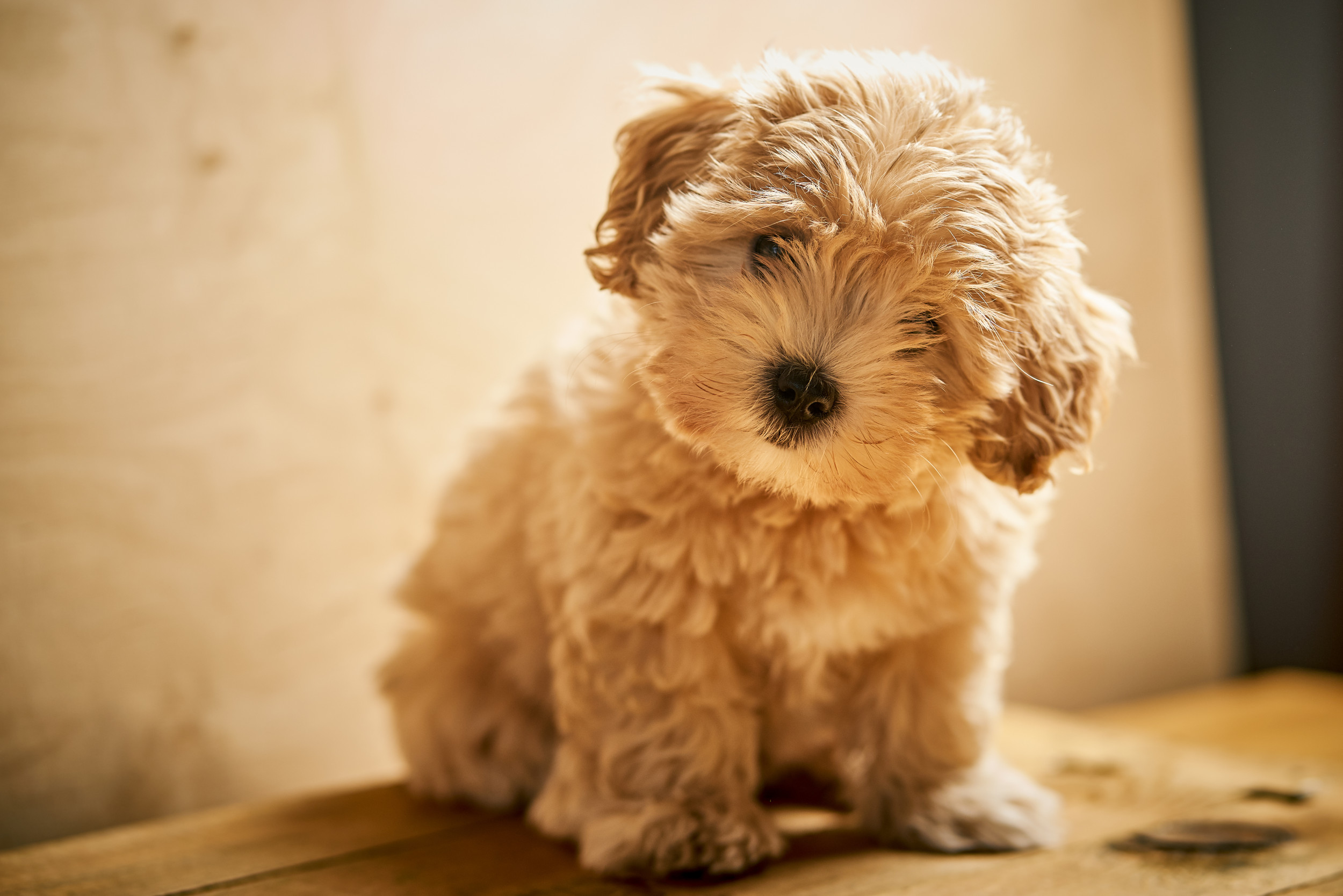 Maltipoo’s Response to Being Told She’s Cute Melts Hearts: ‘Favorite Thing’ [Video]