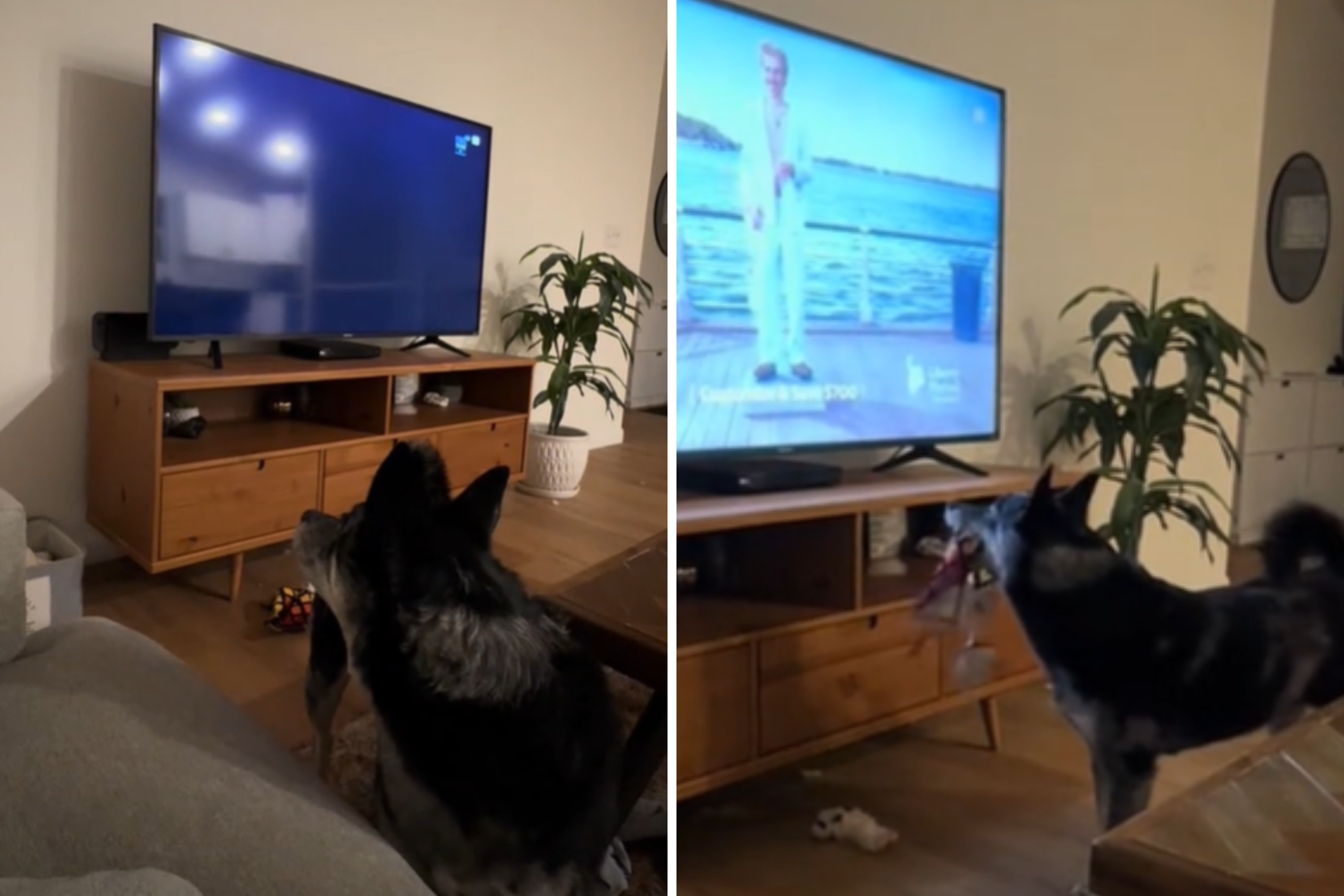 Owner Realizes Dog Loves Watching TVWith One Baffling Exception [Video]