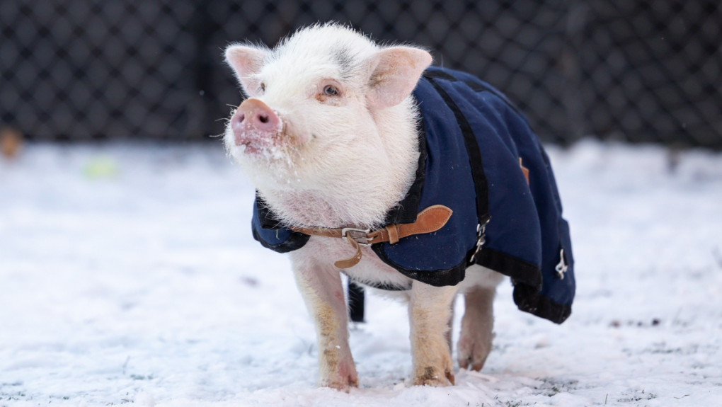 This little piggy went to the Humane Society [Video]