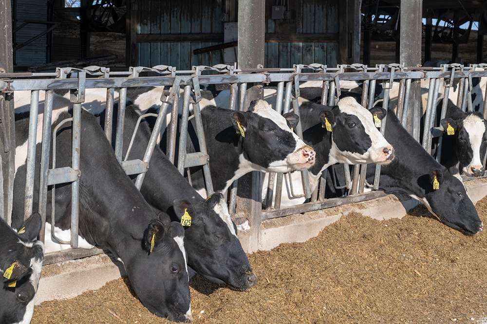 A Larger Dairy Herd May Limit Future Price Rallies [Video]