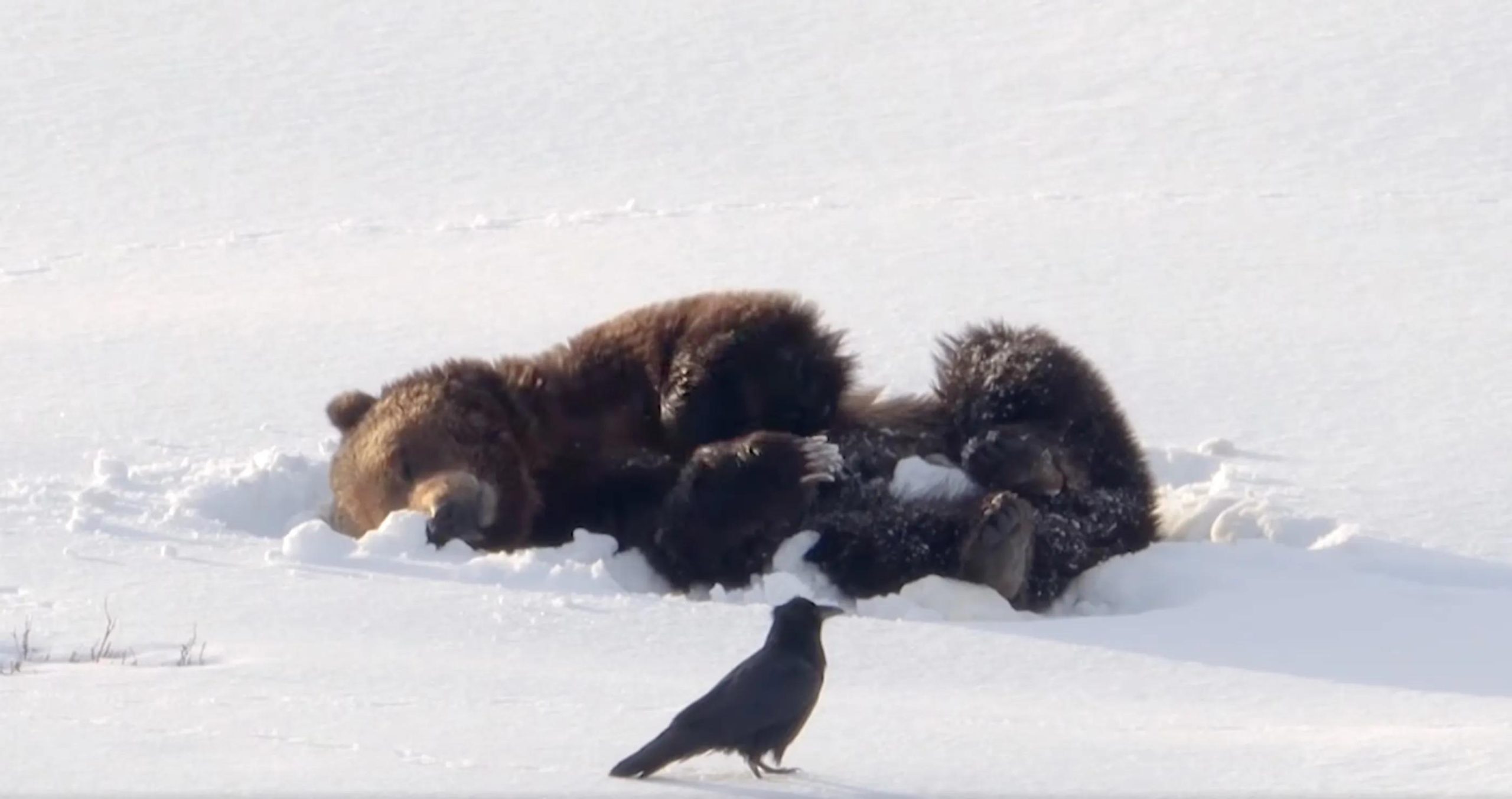 This Bear Making Snow Angels Is The Cutest Thing On The Internet Right Now [Video]