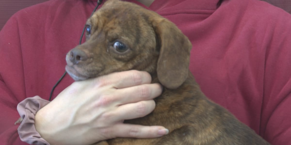 Check in with HSOP involving 146 dogs rescued in October [Video]