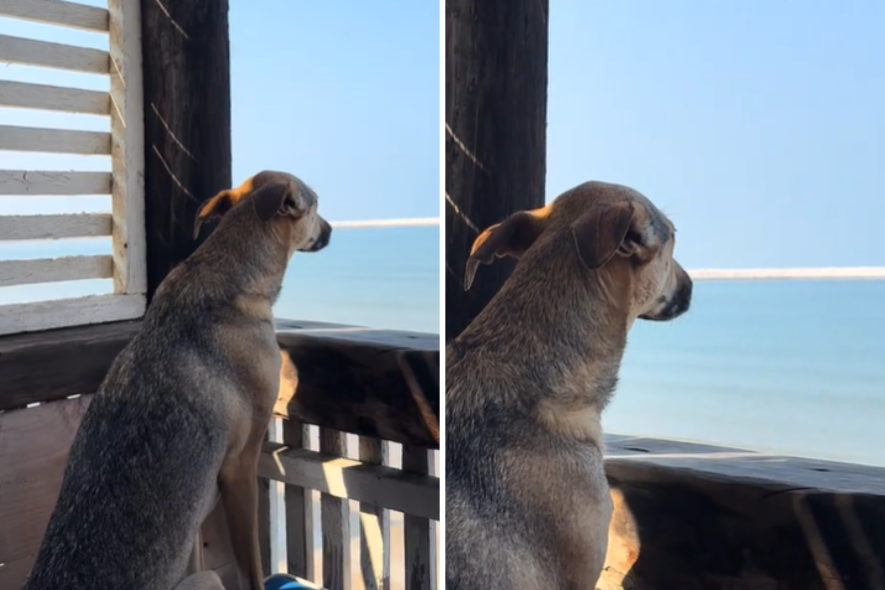 Internet Can’t Cope With What Rescue Dog Does on Vacation: ‘Grateful’ [Video]