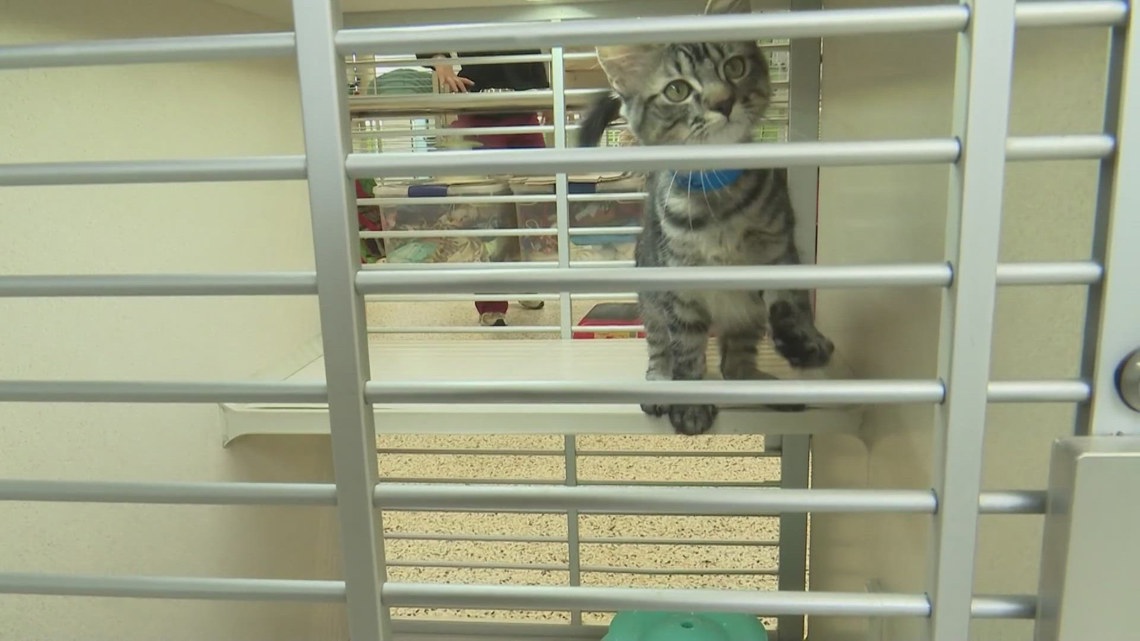 Scam impersonating San Antonio Humane Society is targeting owners with lost pets [Video]