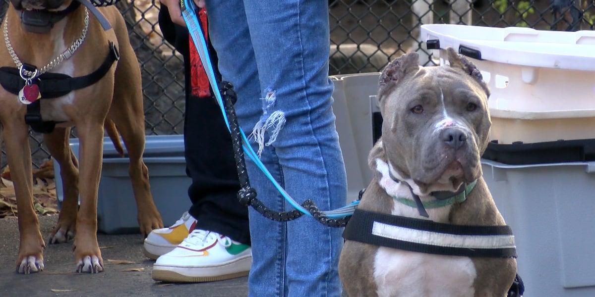 Lowcountry animal shelter held free supply yard sale for pet owners [Video]