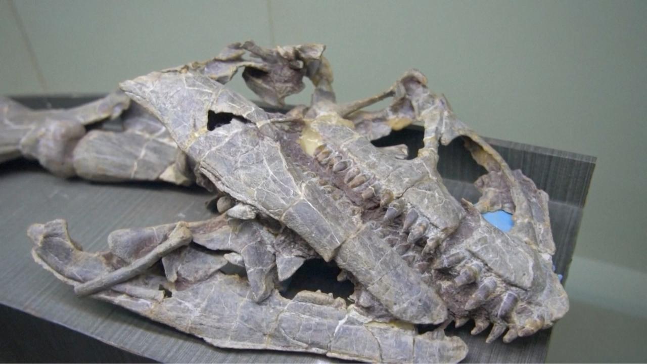 Chinese scientists unveil new Early Jurassic dinosaur species [Video]