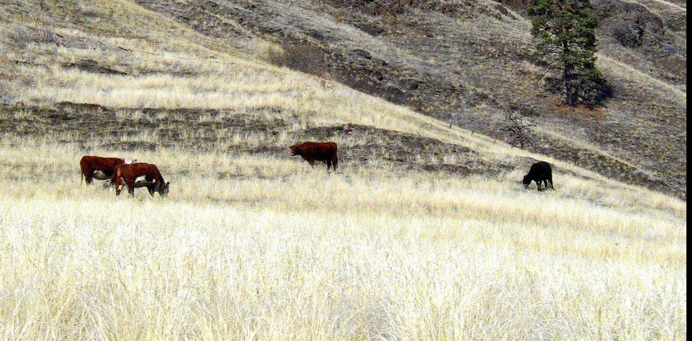 After wildfires, ranchers face 2-year delay to graze cattle on federal land  is it doing more harm than good? [Video]