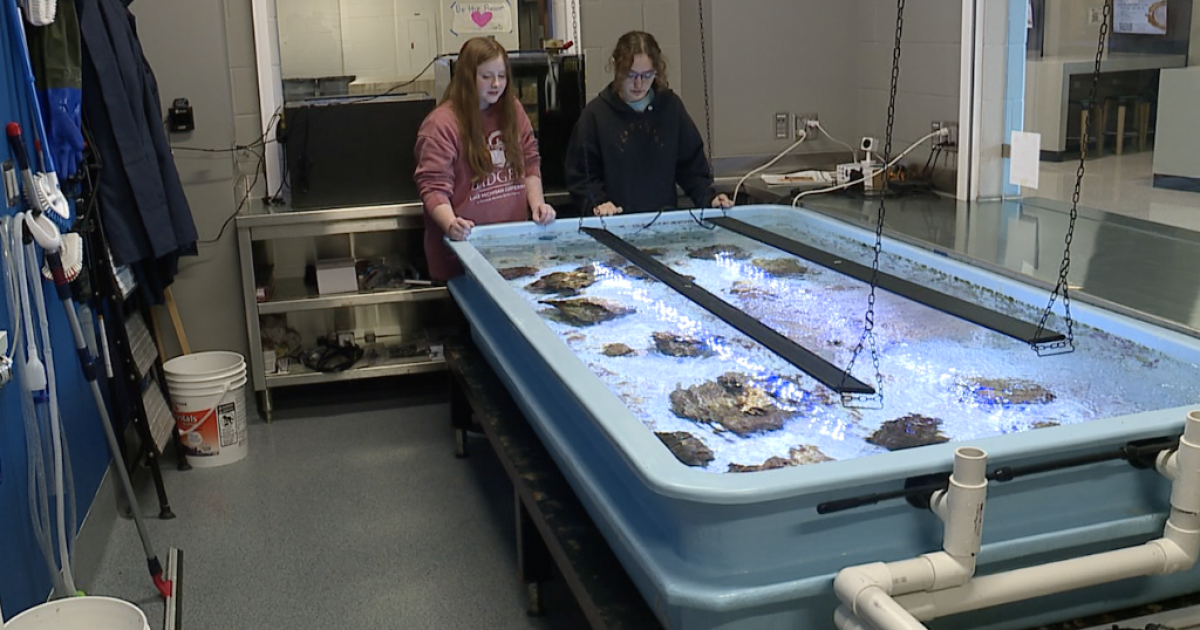 Blue Springs South High students grow coral in 470-gallon saltwater aquarium [Video]