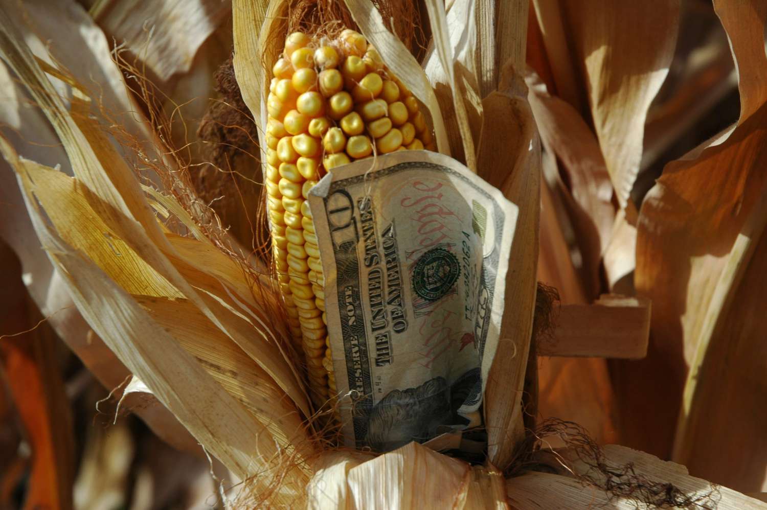 Corn Closes Up 3 | Monday, December 16, 2024 [Video]