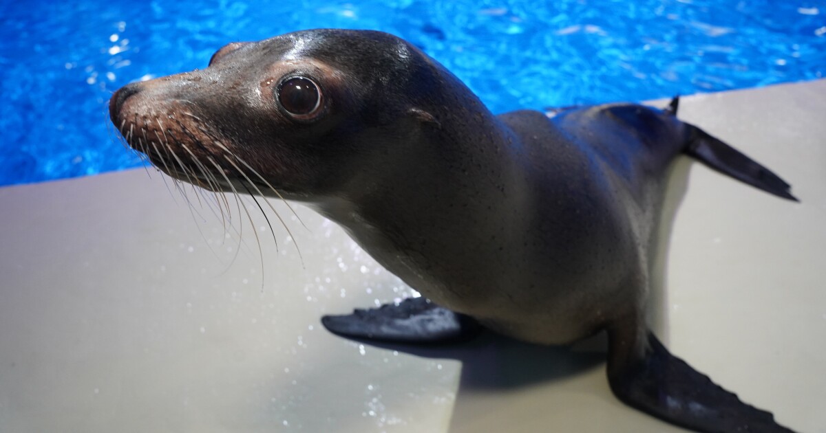 Aquarium of Niagara announces death of California sea lion named Mia [Video]