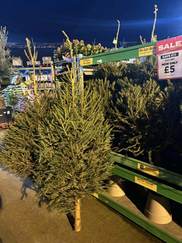 Bargain retailer slashes price of real Christmas trees to just 5 [Video]