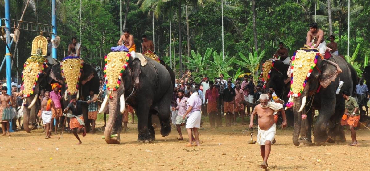 Kerala temple trusts move to SC challenging restrictions on elephant management in Thrissur Pooram [Video]